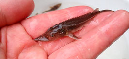 シベリアチョウザメ 6ｃｍ