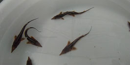 コチョウザメ稚魚