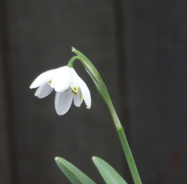 Flocon de Neige