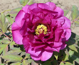 Fuchsia Ruffles
