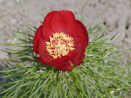 P. tenuifolia