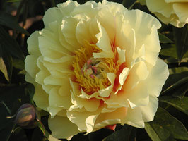 Garden Treasure