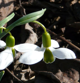 G. elwesii Auslese (Bischof Merlin)