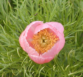 P. ten. 'Rosea' Auslese