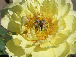 Sequestered Sunshine