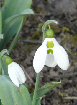 G. elwesii Auslese Mathys