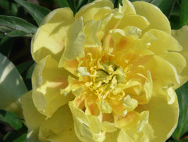 Smith Family Yellow