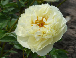 Lemon Chiffon