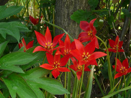Tulipa sprengeri ROT