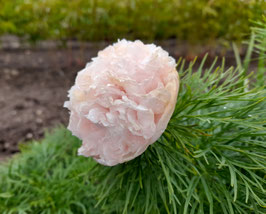 P. ten. 'Rosea Plena' Sämlinge Marshmallow