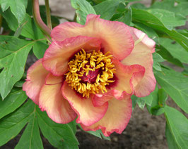 Pink 'n' Gold