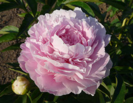 Dresden Pink
