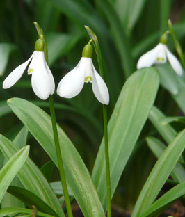 G. woronowii