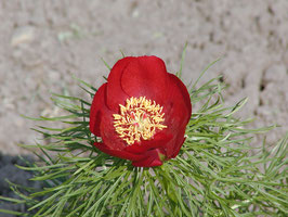 P. tenuifolia