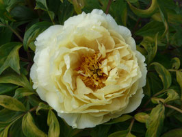 Persephone