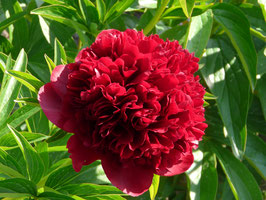Red Grace