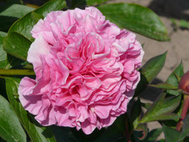 Carnation Bouquet