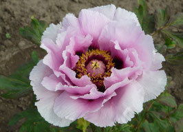 Mattinata