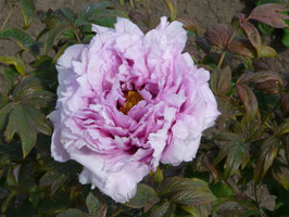 Springtime Glory