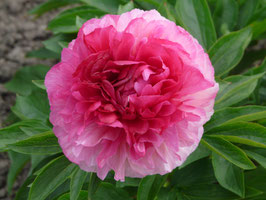 Rose Heart
