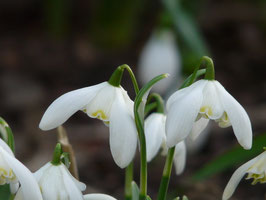 Lady Elphinstone