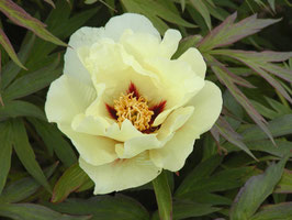 Brocade
