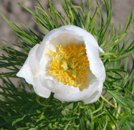 P. ten. 'Weiße Perle'