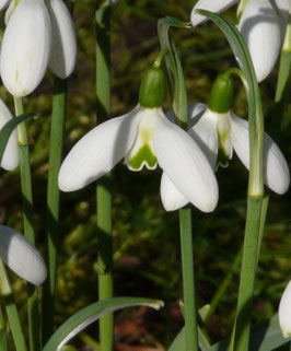 G. elwesii var. monostictus