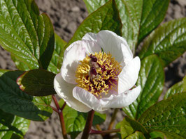 P. daurica subsp. wittmanniana (Kew)