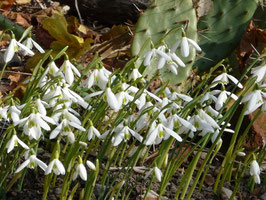 G. reginae olgae subsp. reginae olgae