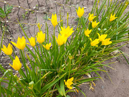 Tulipa sprengeri GELB/ Gottlob