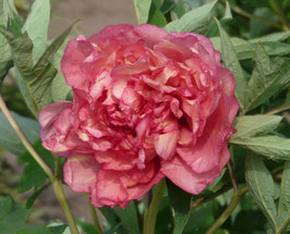 Flambeau