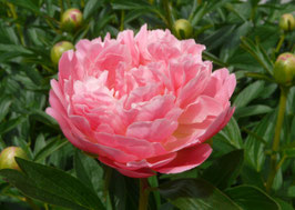 Pink Hawaiian Coral