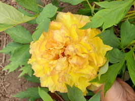 Chromatella