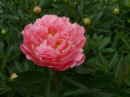 Pink Hawaiian Coral