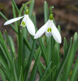 Moccas Form