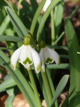 scharlockii