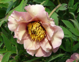 Marchioness