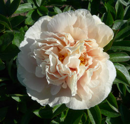 Antique Ivory
