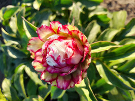 Strohblume