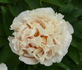 Maria Fairfax