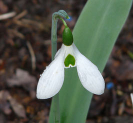 Broad Leafed Form