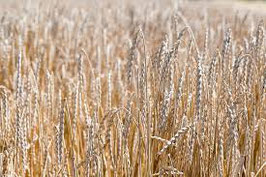 Dinkelmehl Halbweissmehl 1kg