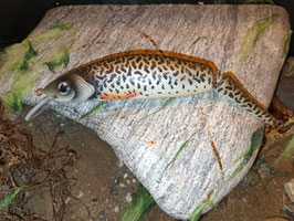 HANDMADE Wobbler 2-tlg. 17,5cm 44g
