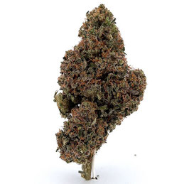 CBD  Mango Punch
