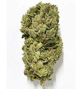 CBD Tonic Pur