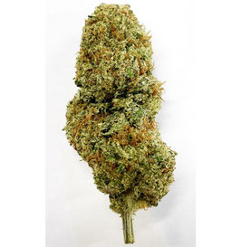 CBD Swiss Cheese