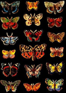 Glanz-Reliefbilder Schmetterlinge