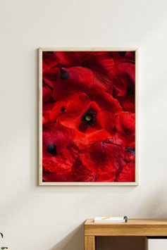 Coquelicots