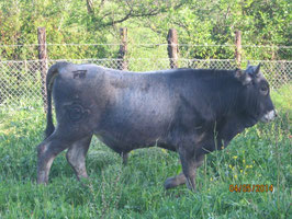 "VENANZIO" - TORO N.72628